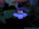 foto de flor escrofulariacea linaria cymbalaria , cymbalaria muralis , antirrhinum cymbalaria, palomilla de muro o hierba de campanario (E.), Zymbelkraut (A.), Ivy-leaved Toadflax (I.), Ruines de Rome (F.), con tama�o de 160x120; ver distintas medidas disponibles a la derecha